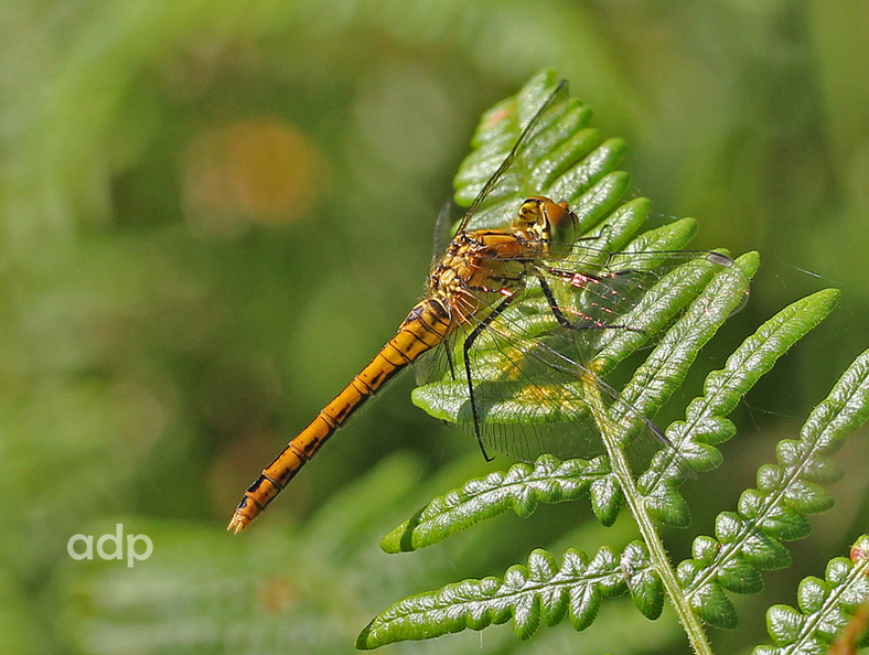 Common Darter female Sympetrum striolatum Alan Prowse - IMG_5872tqs800c CoDa f BC.jpg IMG_5872tqs800c CoDa f BC.jpg